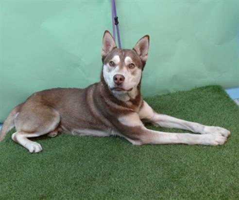 KILO - Siberian Husky available for adoption