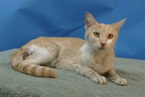A5794083 - Domestic Short Hair available for adoption