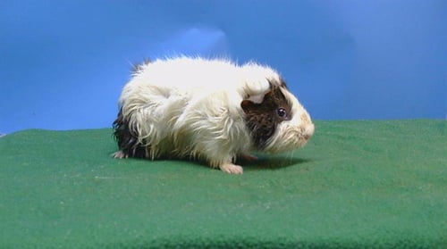 A5778436 - Guinea Pig available for adoption