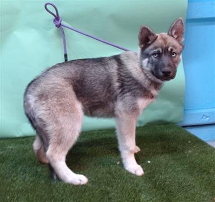 A5754303 - Siberian Husky / German Shepherd Dog available for adoption