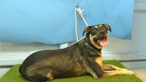 LADY-SALLY - Rottweiler / German Shepherd Dog available for adoption