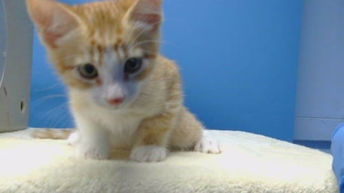 A5797053 - Domestic Short Hair available for adoption