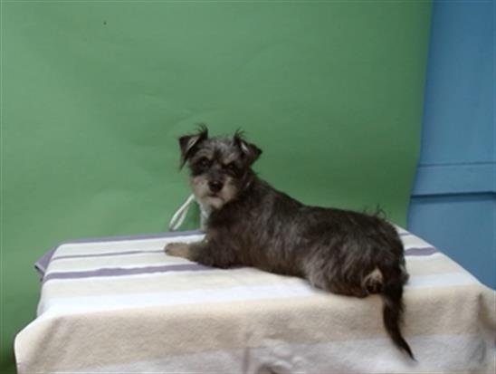 SUKI - Terrier available for adoption