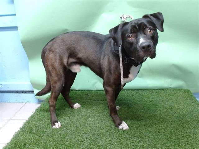 GOTHAM - Pit Bull Terrier available for adoption