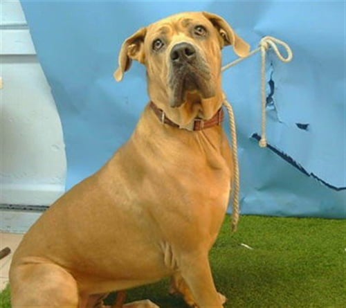 ATHENA - Mastiff available for adoption