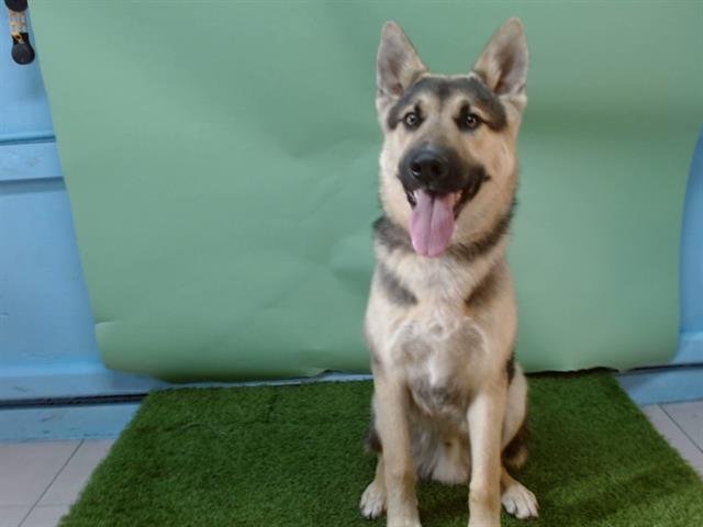 ROCKY - German Shepherd Dog available for adoption