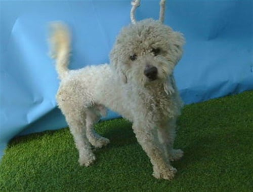 A5807404 - Poodle (Miniature) available for adoption