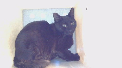 MIDNIGHT - Domestic Short Hair available for adoption