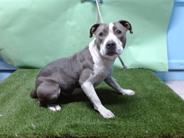 SHEILA - Pit Bull Terrier available for adoption