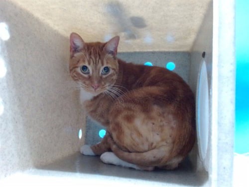 TINY - Domestic Short Hair available for adoption