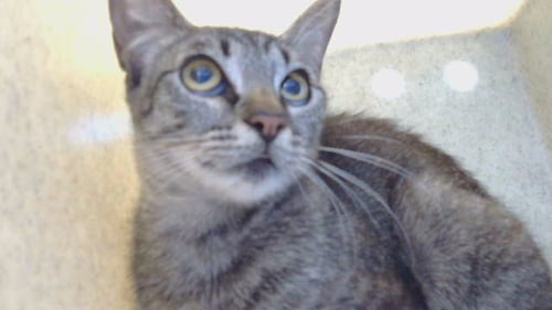 A5797073 - Domestic Short Hair available for adoption