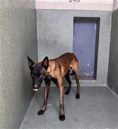 PRETTY BOY - Belgian Shepherd Malinois available for adoption