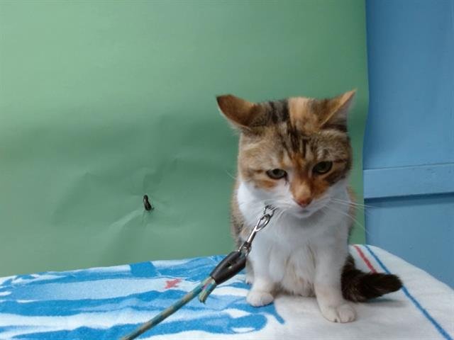 CALI - Domestic Short Hair available for adoption