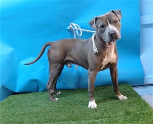 TAYLOR - Pit Bull Terrier available for adoption