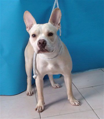 SNOW - French Bulldog available for adoption