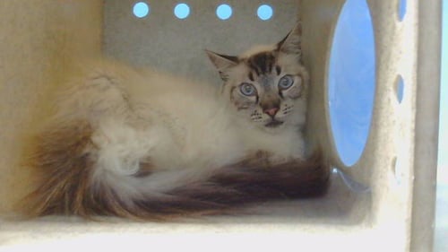 AVERY - Domestic Short Hair available for adoption
