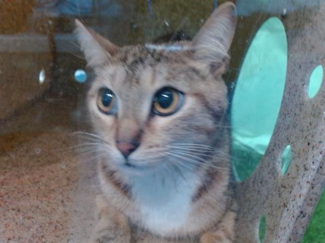 SADIE - Domestic Short Hair available for adoption