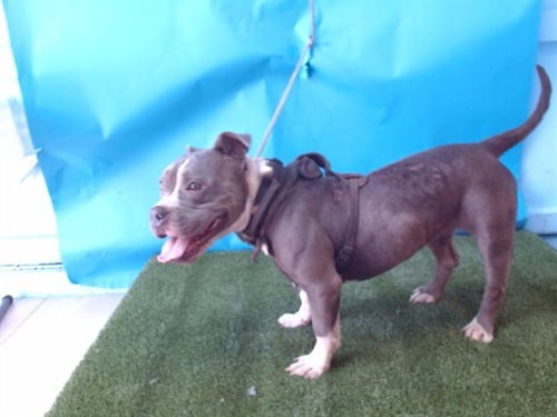 VESTA - Pit Bull Terrier available for adoption