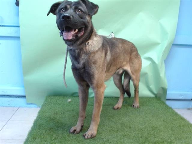 BENNY - German Shepherd Dog / Rottweiler available for adoption