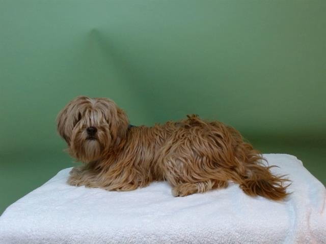 A5743617 - Havanese available for adoption