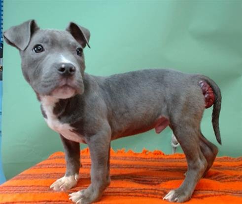 JABARKUS - Pit Bull Terrier available for adoption