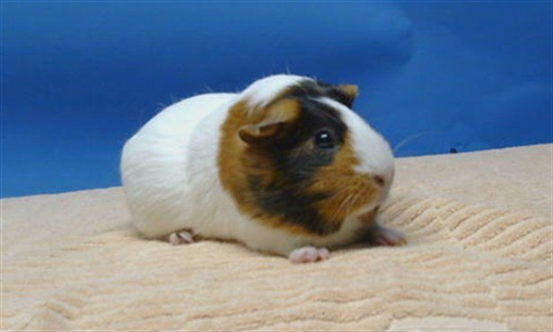 DAPHNIE Image