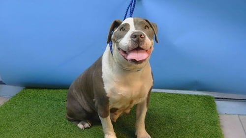 GIGI - Pit Bull Terrier for adoption in Torrance