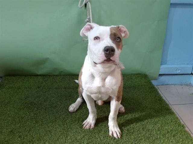 TODD - Pit Bull Terrier available for adoption
