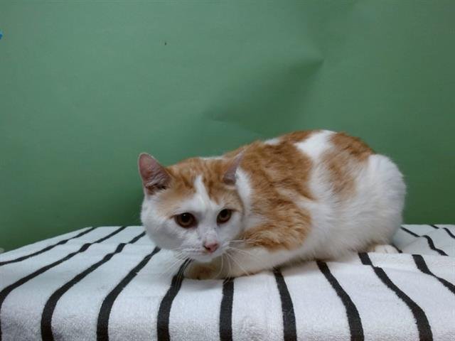 OLIVER - Domestic Short Hair available for adoption