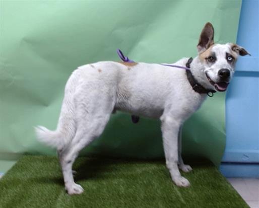 MR. SPOT - German Shepherd Dog / Siberian Husky available for adoption