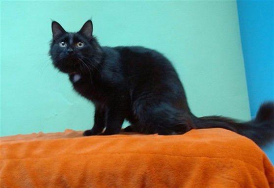 VINCENT - Domestic Medium Hair available for adoption