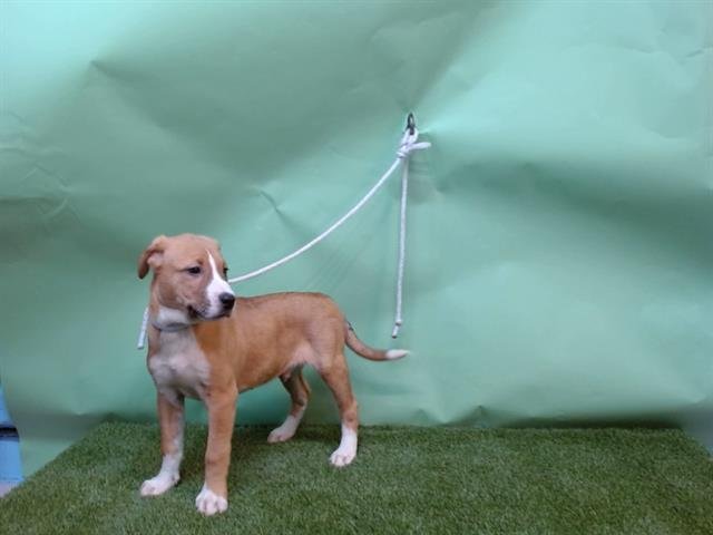 A5748291 - Labrador Retriever available for adoption