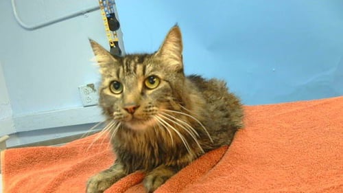 MOOKIE - Domestic Long Hair available for adoption