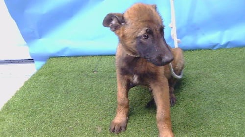 A5796974 - German Shepherd Dog / Belgian Shepherd Malinois available for adoption