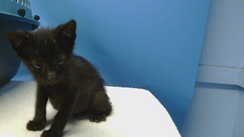 BENJIE - Domestic Short Hair available for adoption