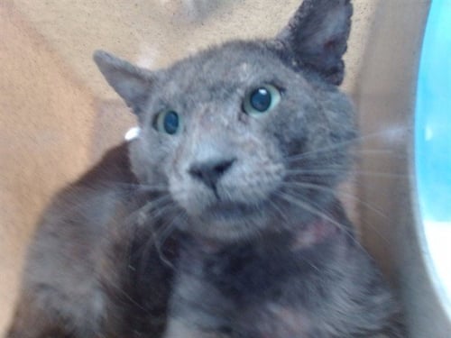 FILO - Domestic Short Hair available for adoption