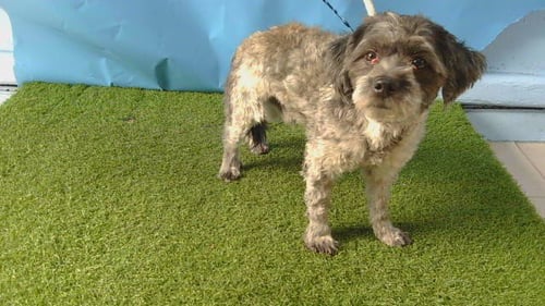 A5806292 - Terrier available for adoption