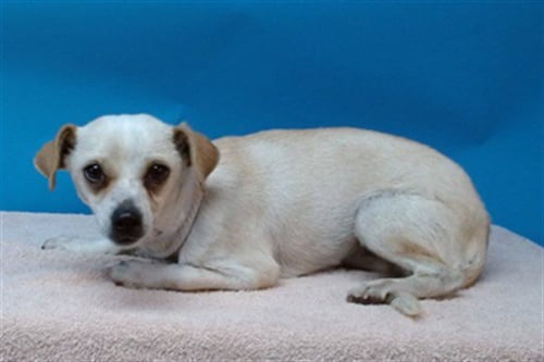 SHAYLO - Chihuahua for adoption in Torrance