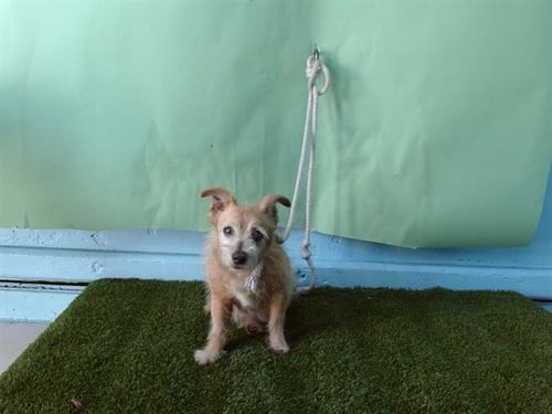 JERRY-DAGWOOD - Terrier available for adoption