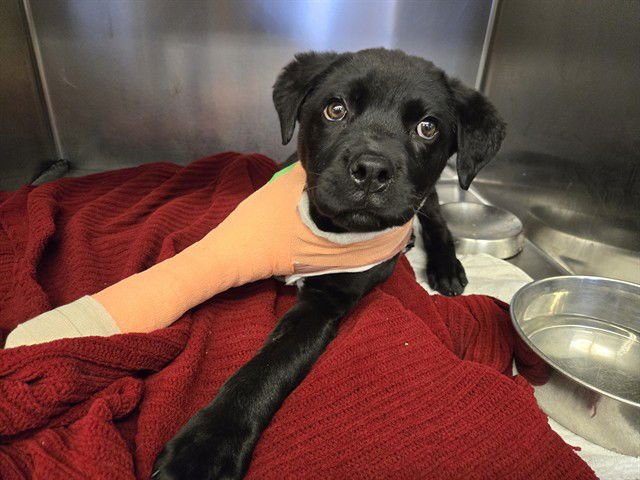 BRUNO - Rottweiler available for adoption