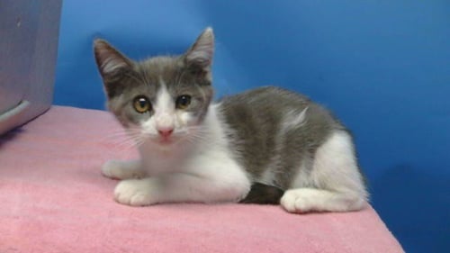A5796487 - Domestic Long Hair available for adoption