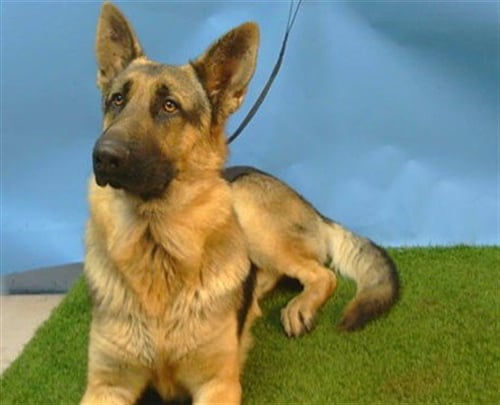 A5790253 - German Shepherd Dog available for adoption