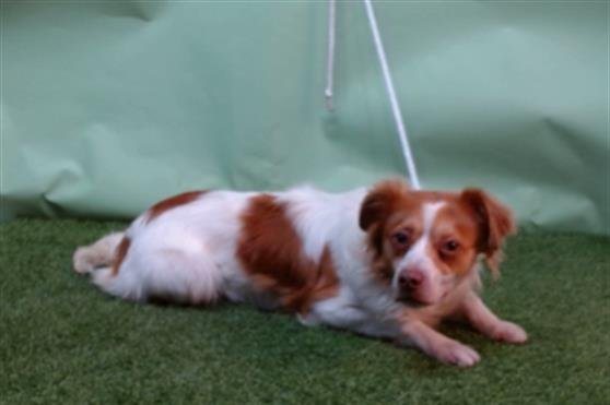 KENT - Papillon available for adoption