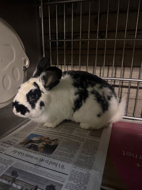 HUGHIE - Shorthaired Rabbit available for adoption