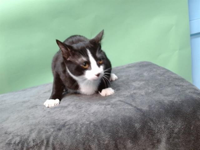 ROCKY - Domestic Short Hair available for adoption