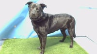 LOBO - Photo 1