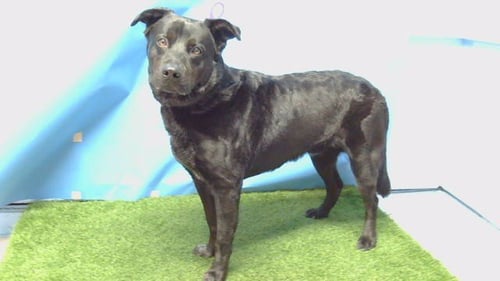 LOBO - Labrador Retriever / Australian Cattle Dog/Blue Heeler available for adoption