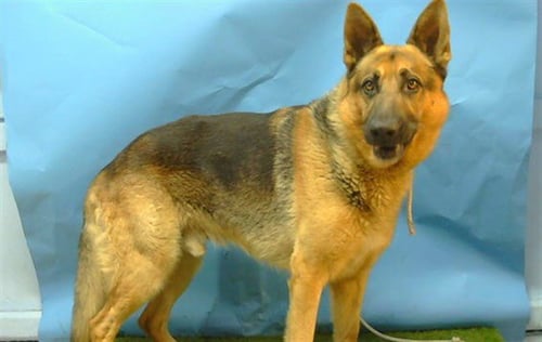 BROWNIE - German Shepherd Dog available for adoption