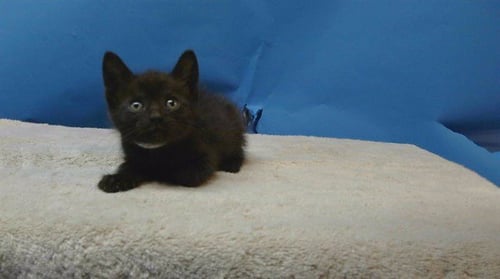 JAZZIE - Domestic Short Hair available for adoption
