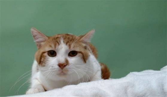 HONEY - Domestic Short Hair available for adoption